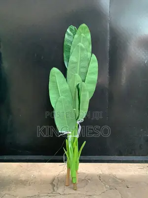 Banana Plant Available