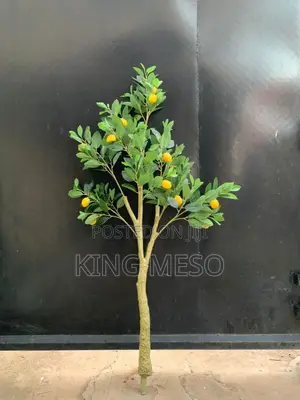 Olive Plant Available as Seen