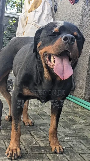 1+ year Male Purebred Rottweiler