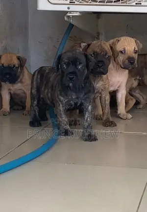 1-3 months Female Purebred Boerboel