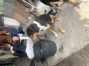 6-12 months Male Mixed Breed German Shepherd