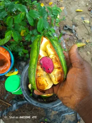 Healthy Hybrid Kolanut Seedlings