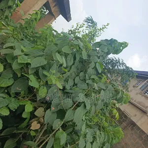 Half Plot of Land at Megida B/Stop