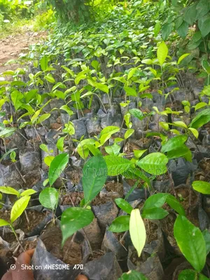 Premium Hybrid Bitter Kola Seedlings