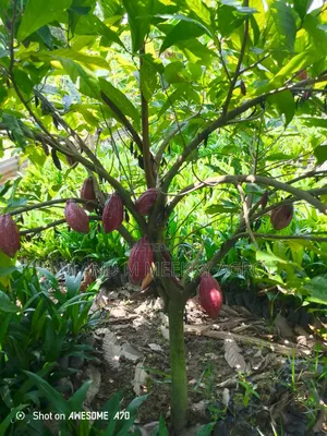 Premium Hybrid Cocoa Seedlings – Fast Growing High Yield!