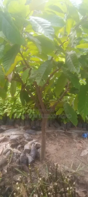 Premium Hybrid Cocoa Seedlings – Fast Growing High Yield!