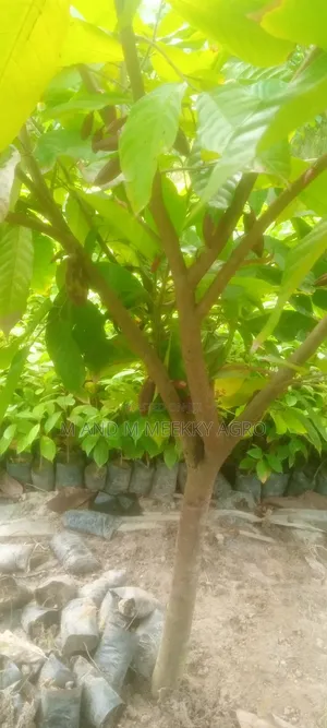 Premium Hybrid Cocoa Seedlings – Fast Growing High Yield!