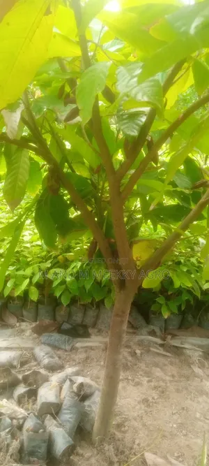Premium Hybrid Cocoa Seedlings – Fast Growing High Yield!