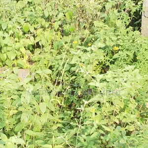 520sqm Land in Fountain Spring Estate