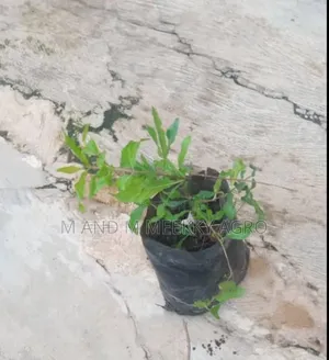 Pomegranate Seedlings