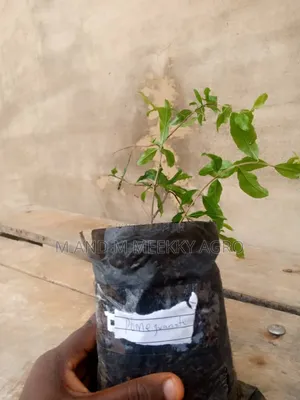 Pomegranate Seedlings