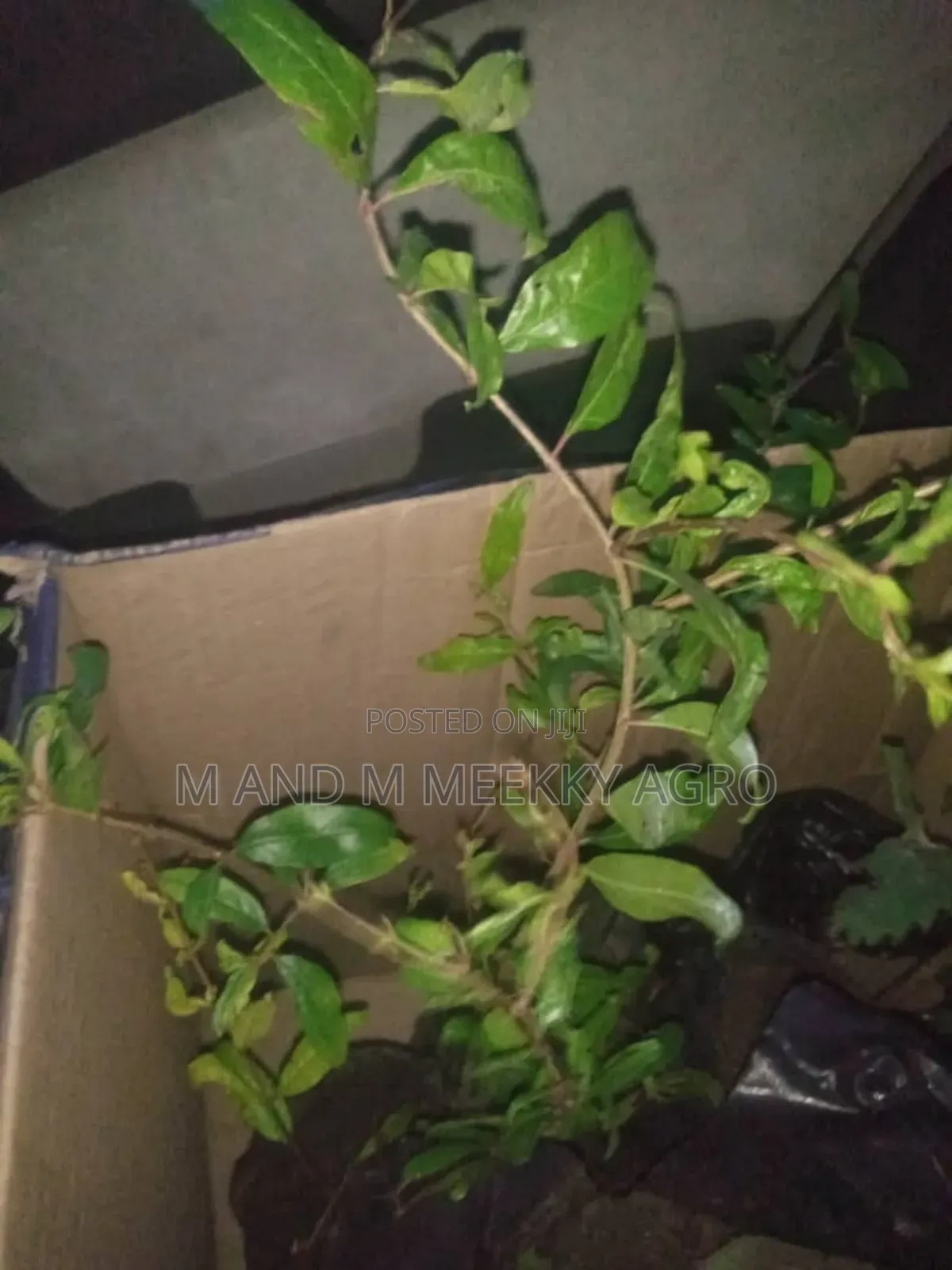 Pomegranate Seedlings