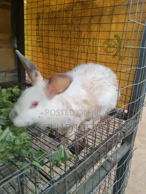 Rabbit for Sale