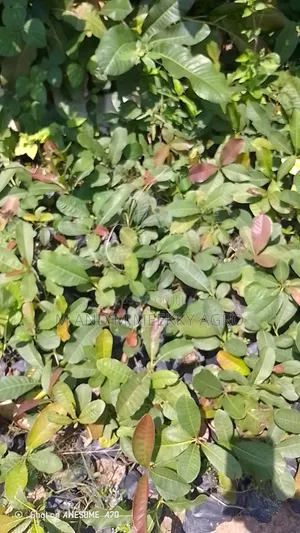 Shea Nut Seedlings