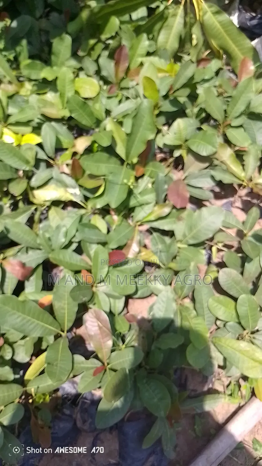 Shea Nut Seedlings