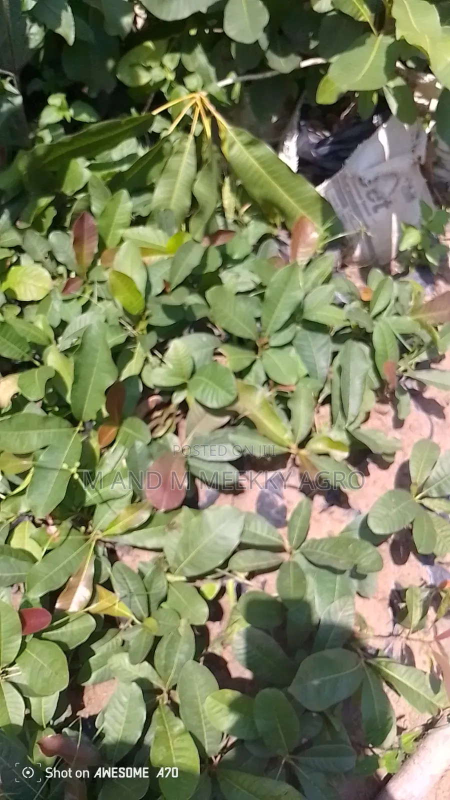 Shea Nut Seedlings
