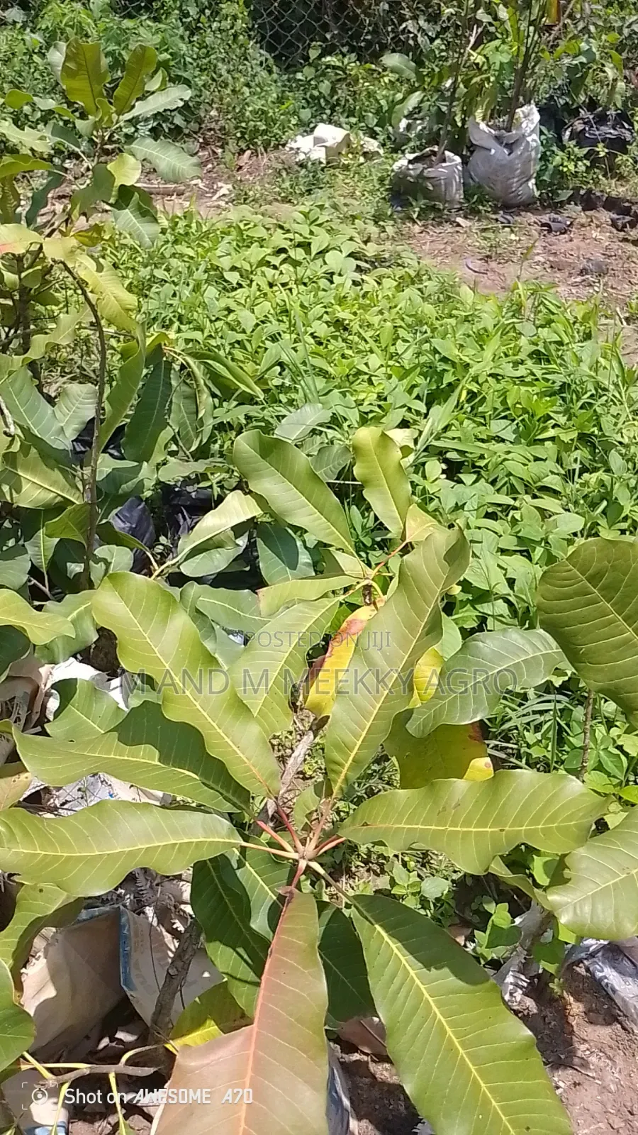 Shea Nut Seedlings