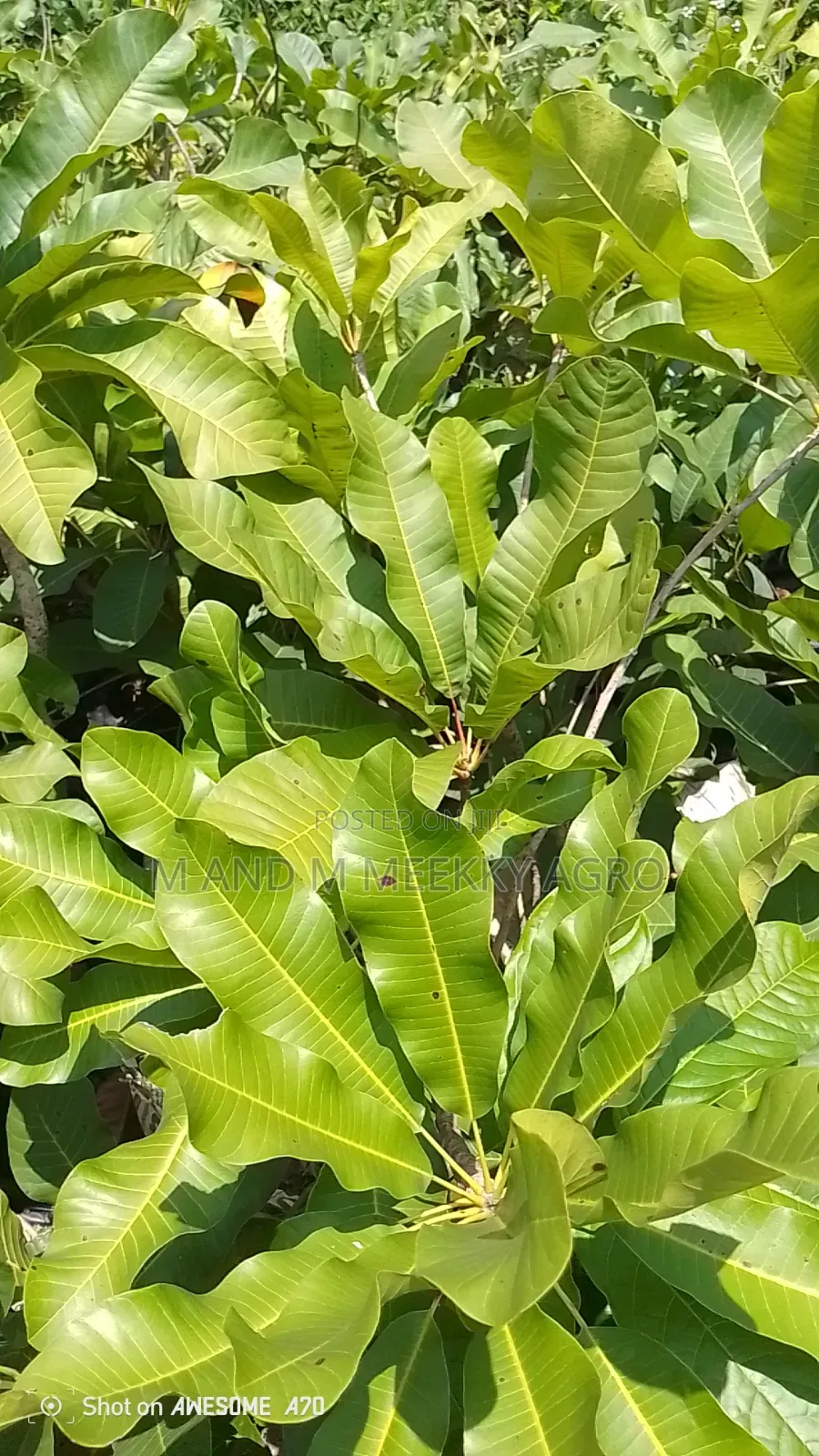 Shea Nut Seedlings