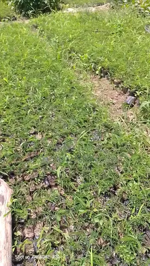 Healthy and Fast Growing Locust Beans (Iru) Seedlings