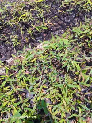 Fast-Growing Highly Profitable Eucalyptus Seedlings