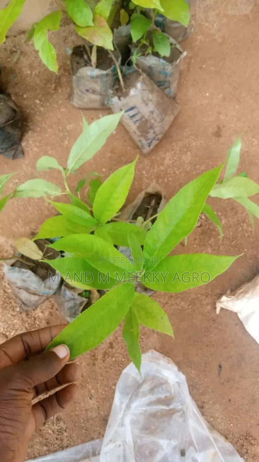 Fast-Growing Highly Profitable Eucalyptus Seedlings