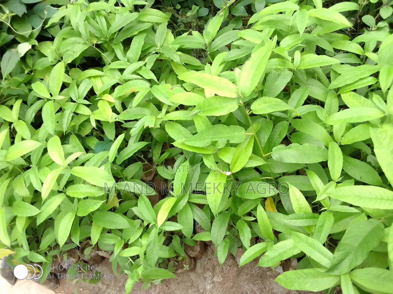 Fast-Growing Highly Profitable Eucalyptus Seedlings