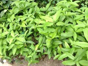 Fast-Growing Highly Profitable Eucalyptus Seedlings