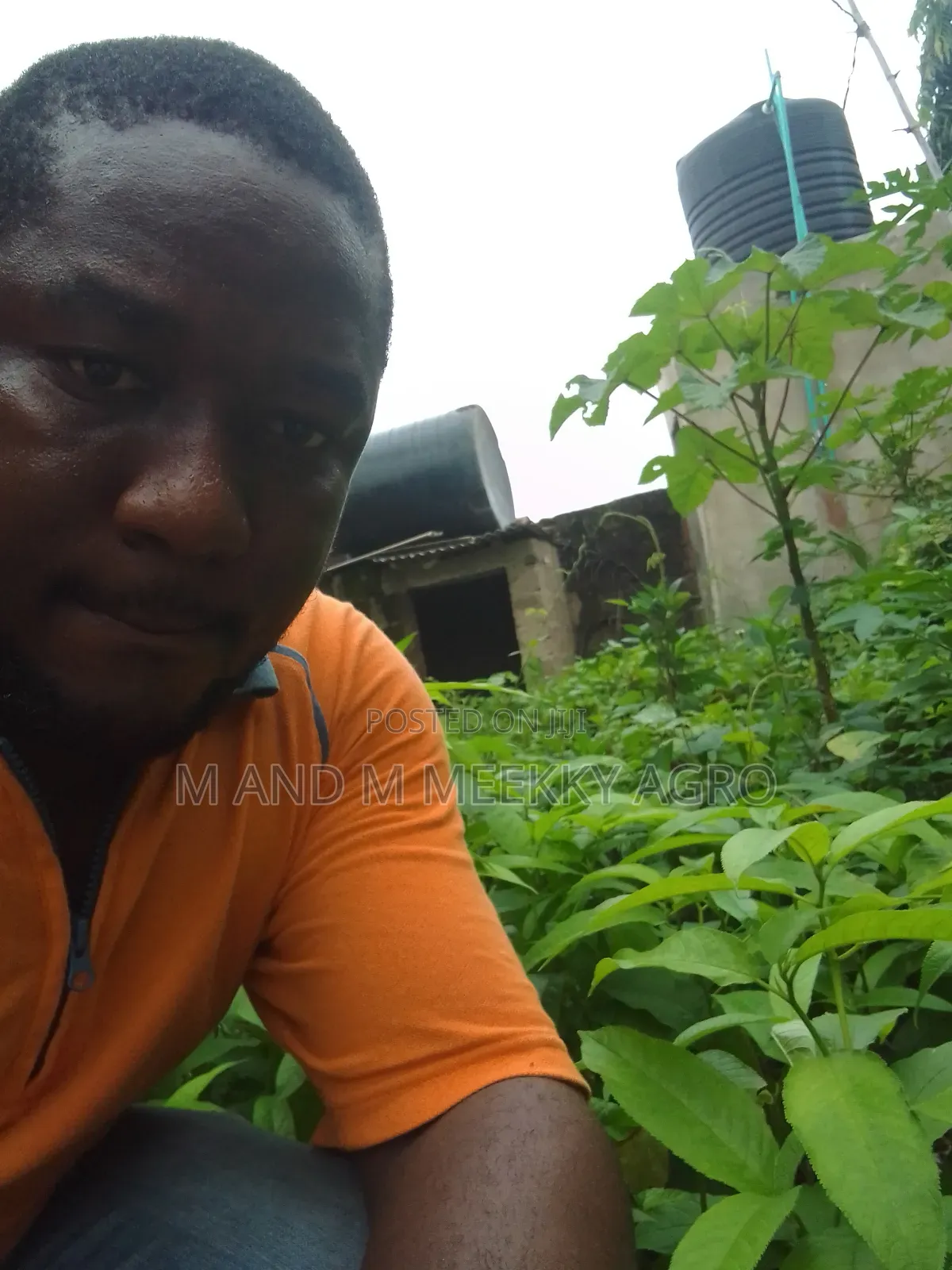 Fast-Growing Highly Profitable Eucalyptus Seedlings