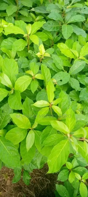 Premium White Black Afara Seedlings