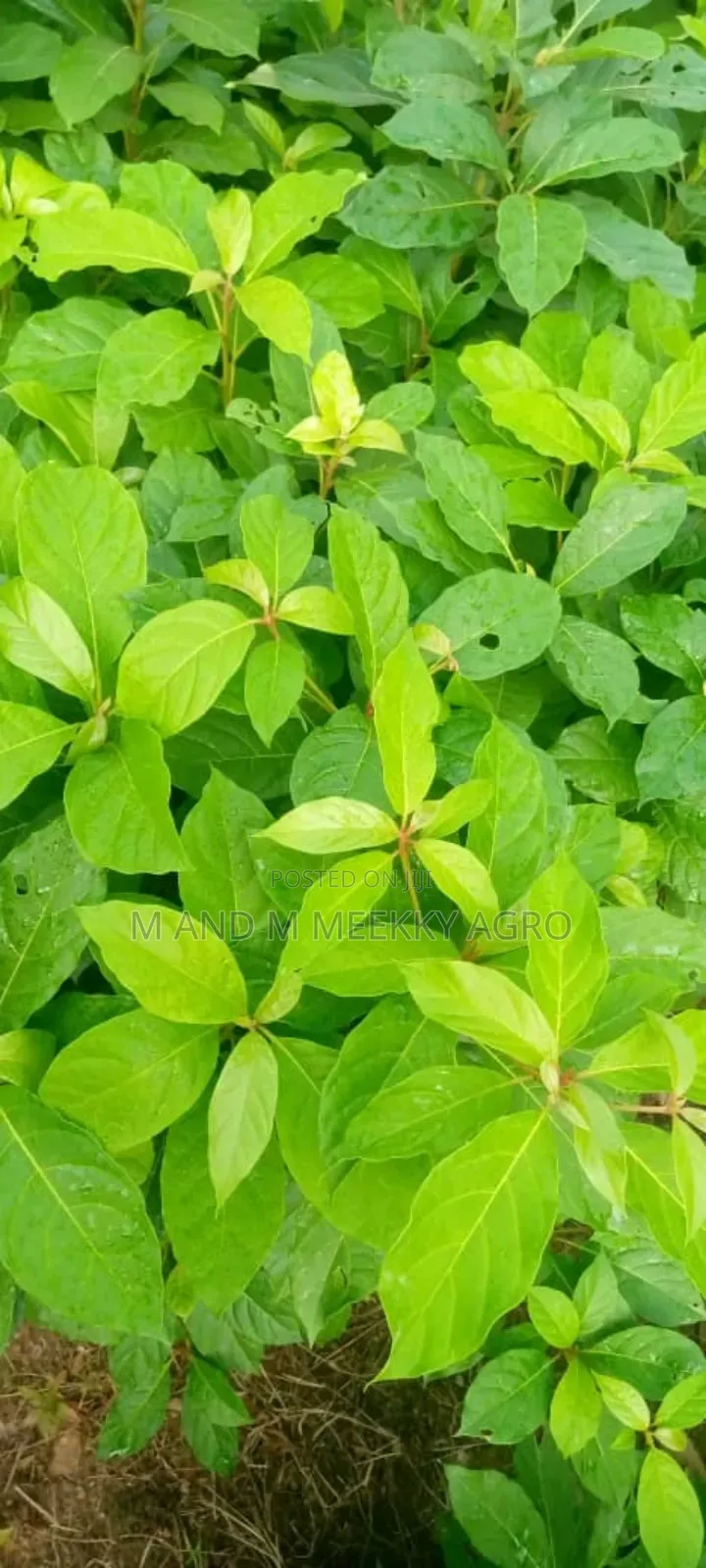Premium White Black Afara Seedlings