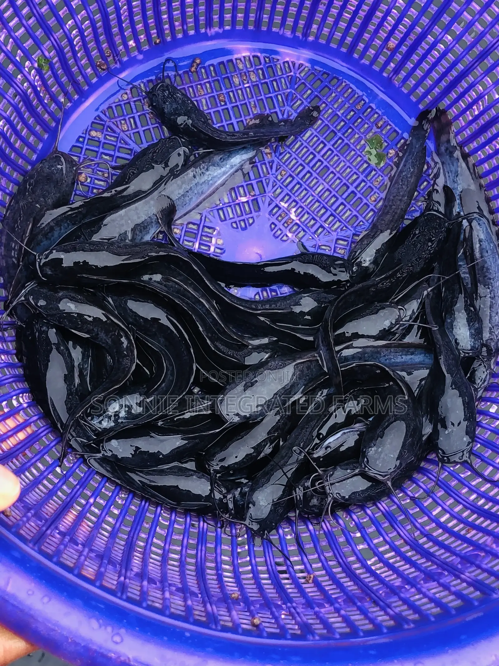 Fish Farming Consultant