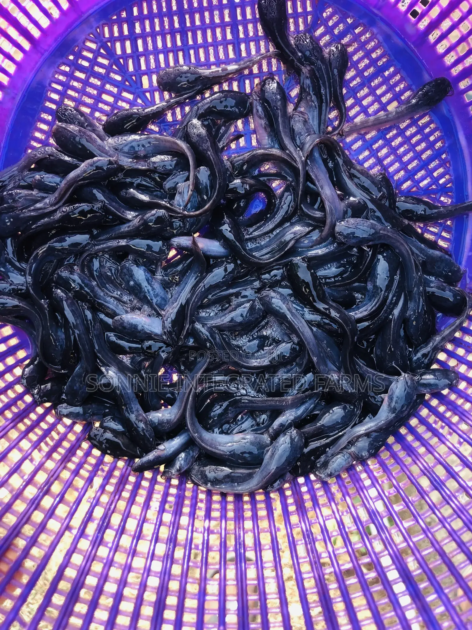 Fish Farming Consultant