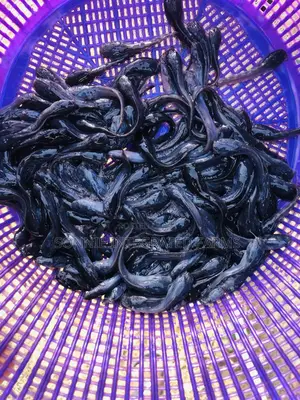 Fish Farming Consultant