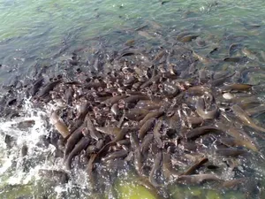 Island Floating Fish Feed