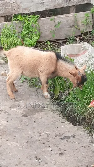 Native Goat, Cow Ram