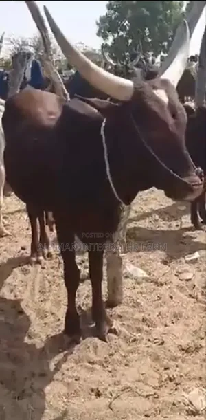 Cows for Festivities