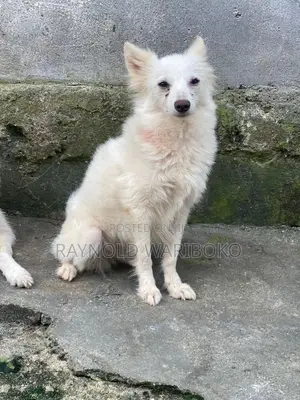 1+ year Female Purebred American Eskimo