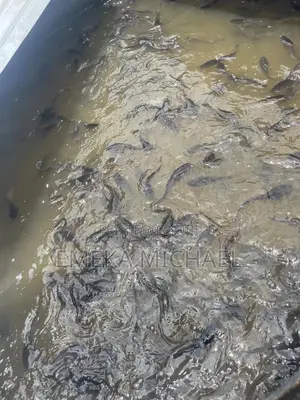 Fish Farm Manager/Hatcher/BSF Farm Attendant