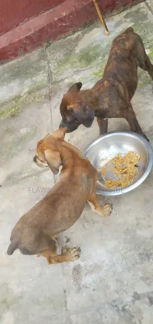 3-6 months Male Purebred Boerboel