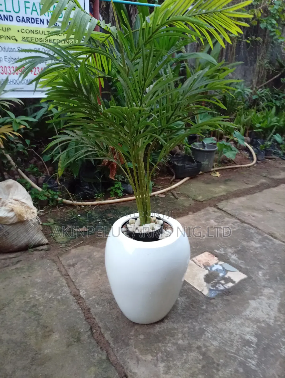 Artificial Plant