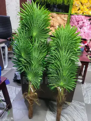 Plant Available in Two Sizes