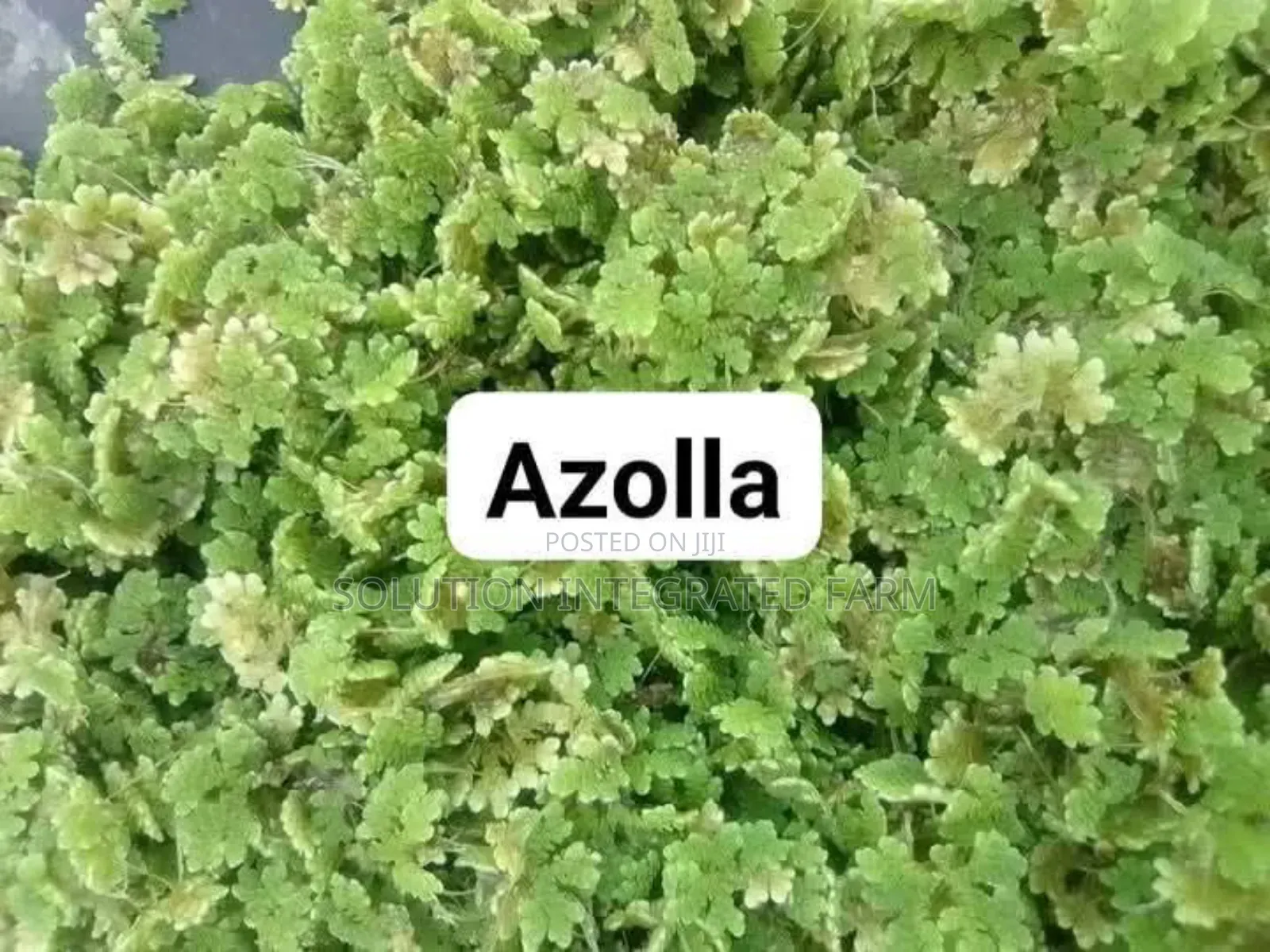 Azolla Feed