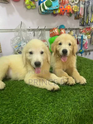 1-3 months Male Purebred Golden Retriever