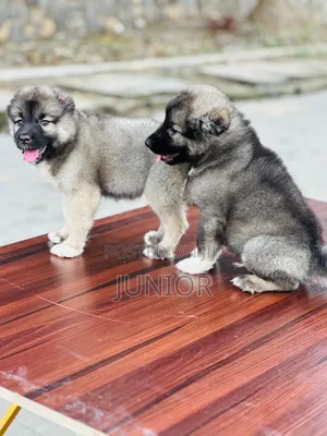 1-3 months Female Purebred Caucasian Shepherd