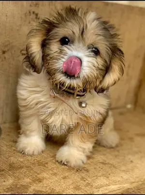 1-3 months Male Purebred Lhasa Apso