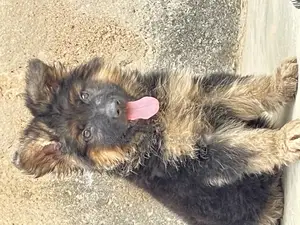 1-3 months Male Purebred German Shepherd