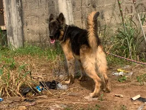 1+ year Male Purebred German Shepherd