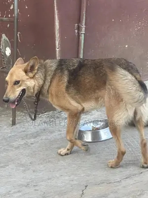1+ year Male Purebred German Shepherd