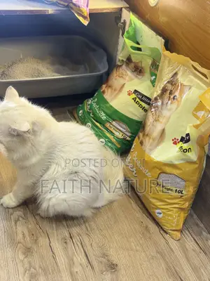Cat 10litter Sand