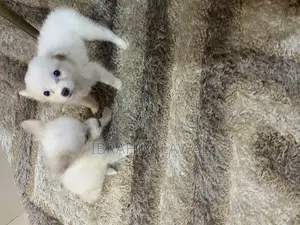 1-3 months Male Purebred American Eskimo